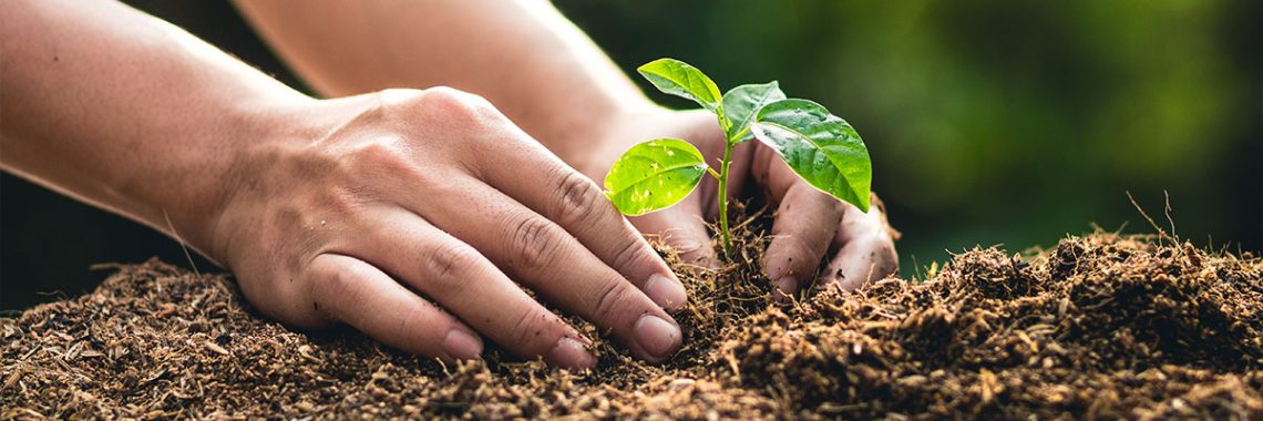 From-Tree-Planting-to-Healing-Hands-1